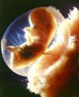 12 haftal�k gebelik