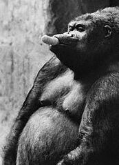 gebelikte sigara i�meyin